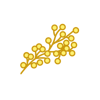 Mimosa