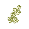Tuberose