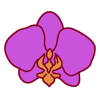 Orchid